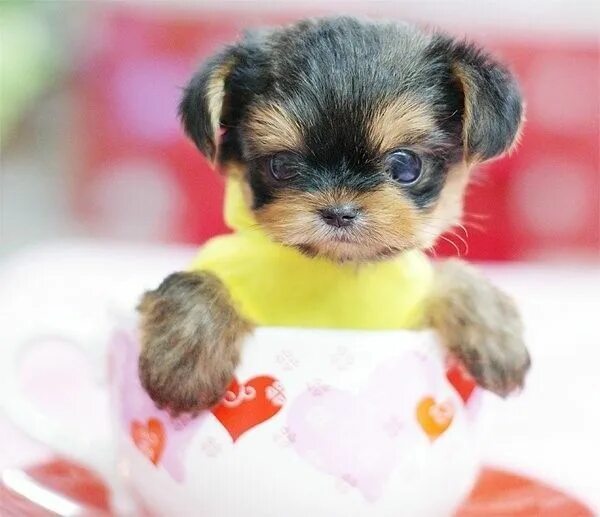 Покажи фото маленьких собачек Pin by Anonymous on Cute Tiny Dogs Tea cup dogs, Cute teacup puppies, Teacup pup