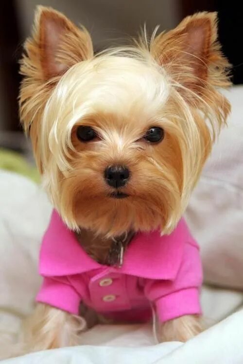 Покажи фото маленьких собачек Image result for Best Yorkie Haircuts Yorkie, Yorkie dogs, Yorkie haircuts