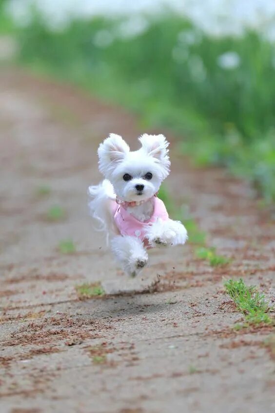 Покажи фото маленьких собак Run! Run fast!!! #cutepuppyrunning Cute dogs, Cute baby animals, Baby dogs