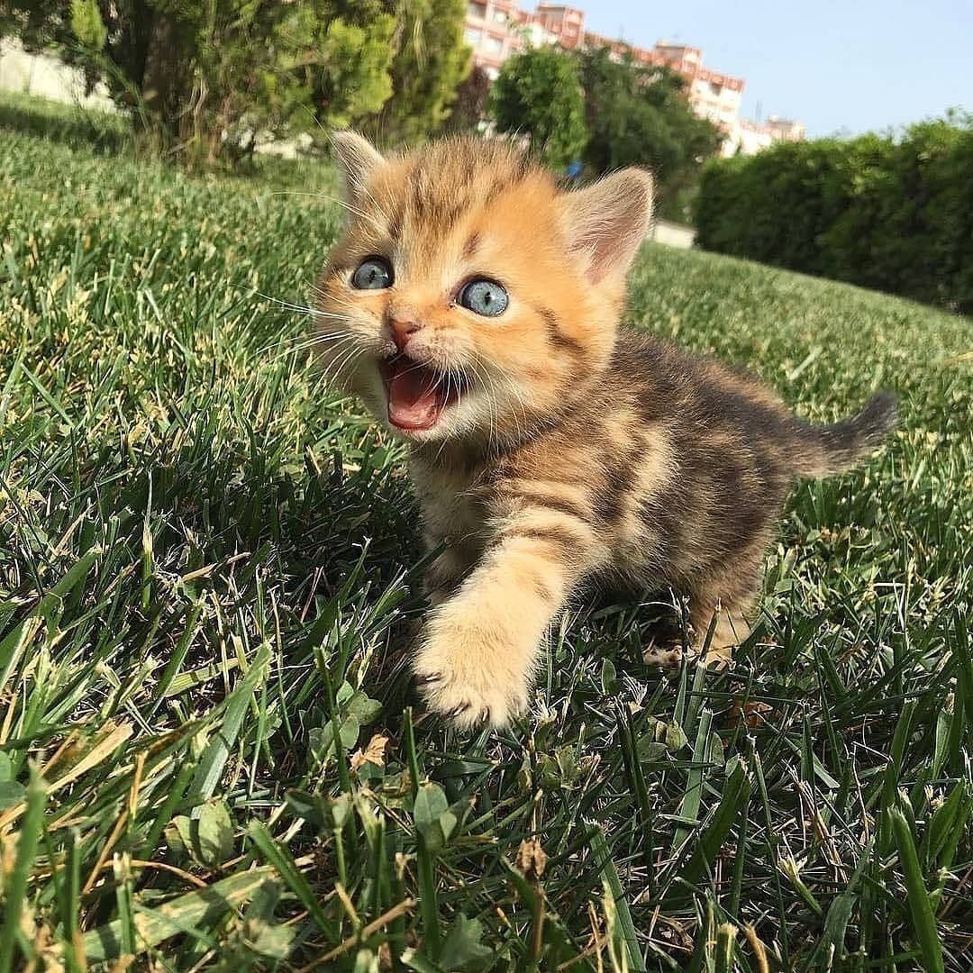 Покажи фото маленького Pin on Cute Kitten & Pup World