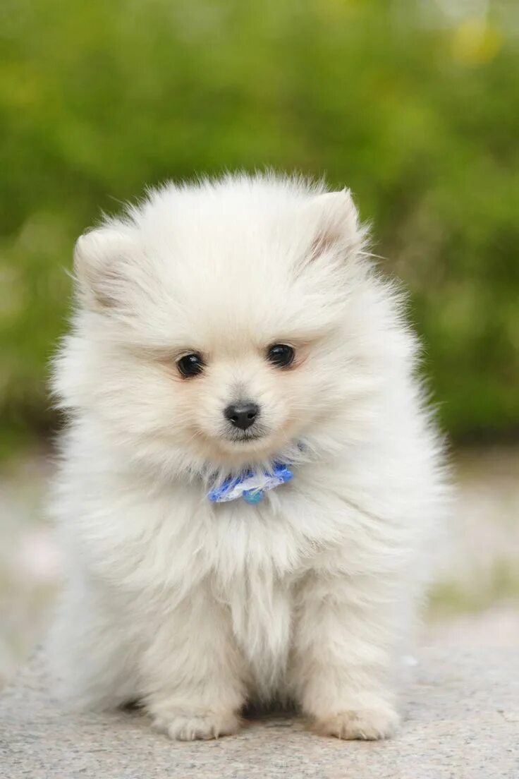 Покажи фото маленького Pomeranian goodhousemag Dog names, Cute small dogs, White dog breeds