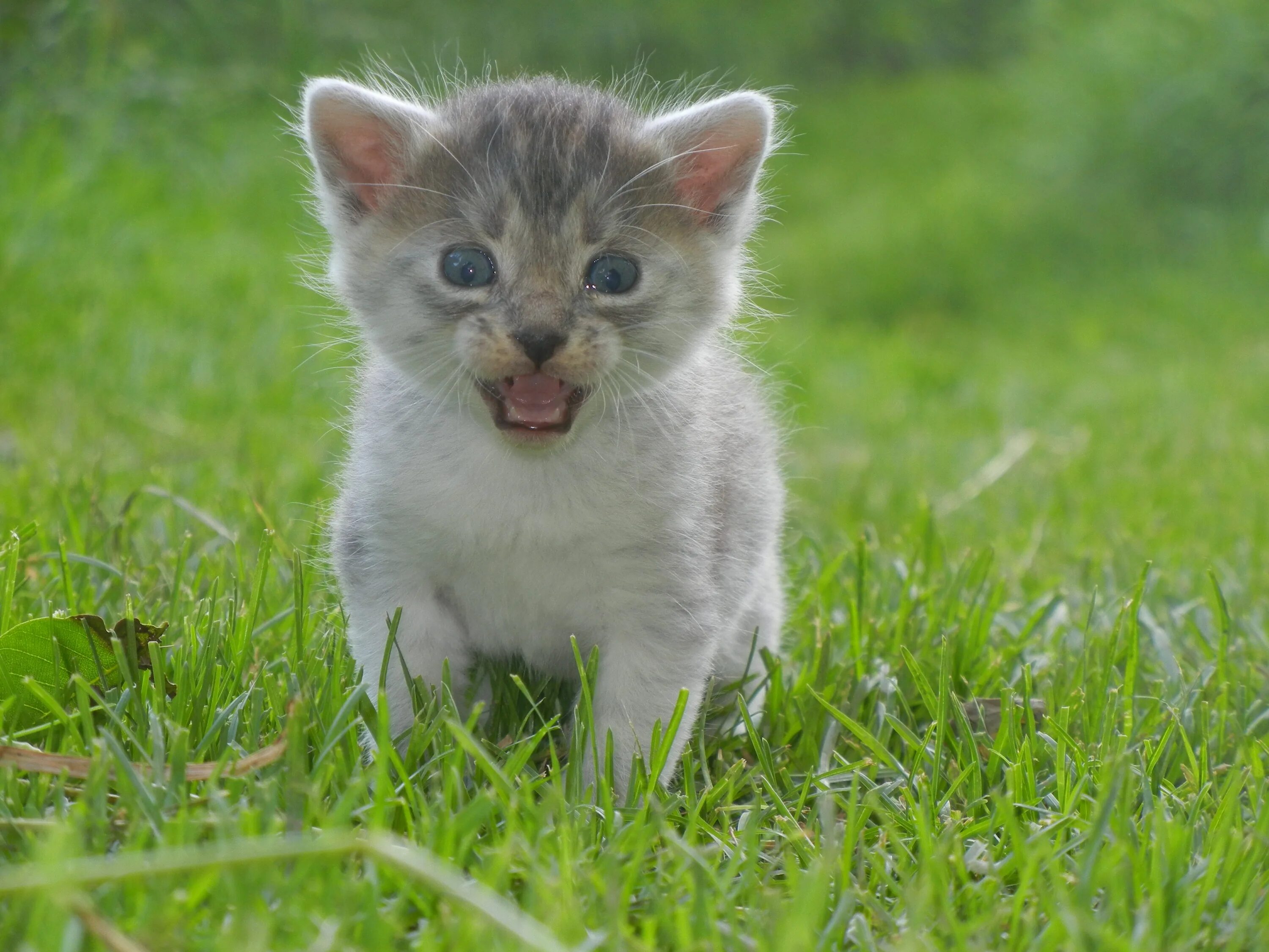 Покажи фото маленького Meowing kitten on the grass free image download