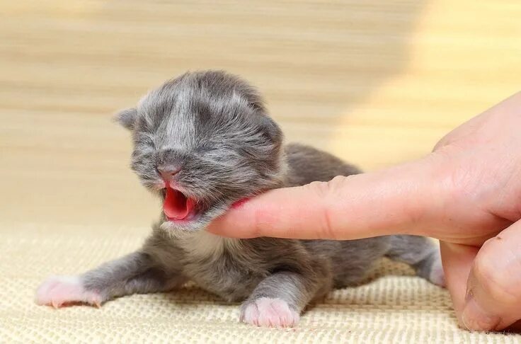 Покажи фото маленького котенка Precious newborn kitten Newborn kittens, Kittens, Cute baby cats