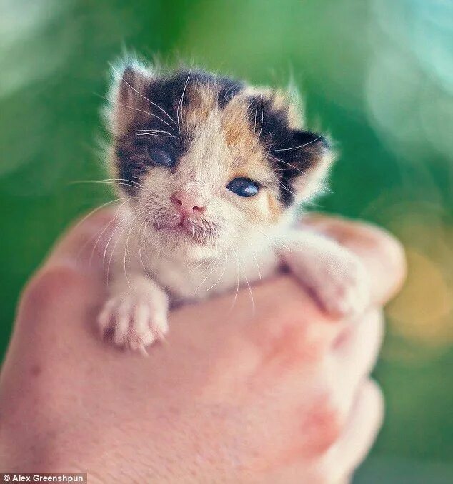 Покажи фото маленького котенка The tiny abandoned kitten with the GIANT will to live Cats, Dog cat pictures, An