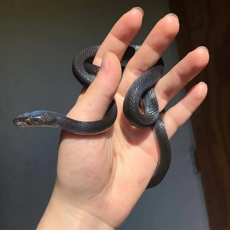 Покажи фото маленькой змеи Pin by Jorge on serpientes Cute snake, Cute reptiles, Snake