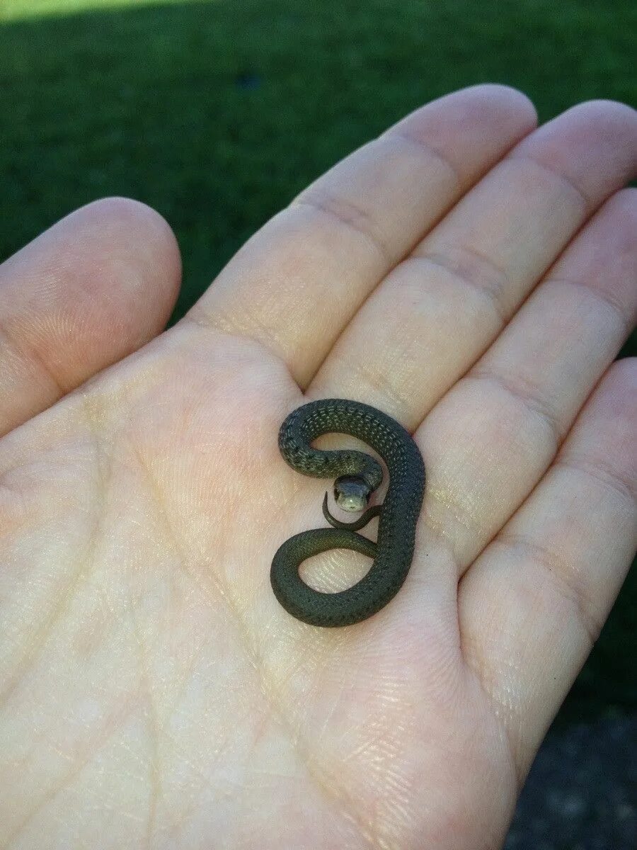 Покажи фото маленькой змеи Found this little guy in the garden - Imgur Cute reptiles, Weird animals, Wild a