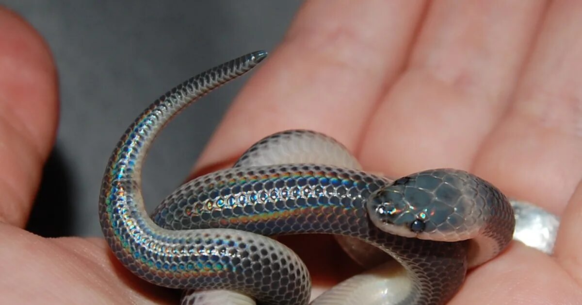 Покажи фото маленькой змеи Snake snake snake Пикабу