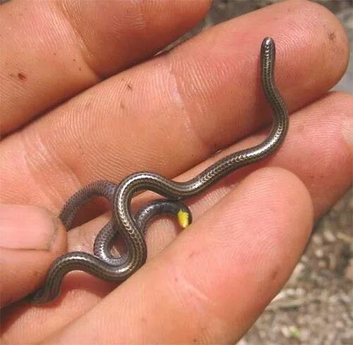 Покажи фото маленькой змеи Slender Blind Snakes. Also called Thread Snakes, they are found in North and Sou