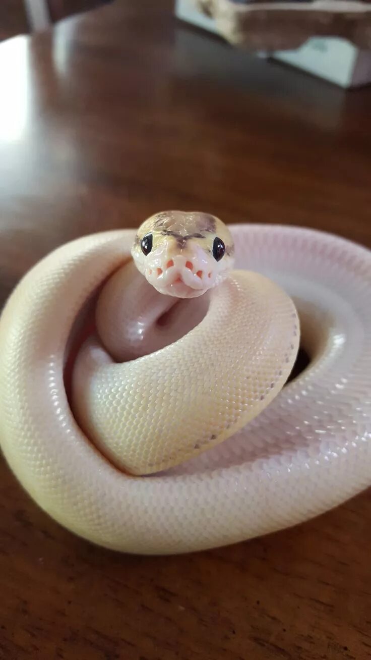 Покажи фото маленькой змеи enchi elitist Cute reptiles, Snake, Cute snake