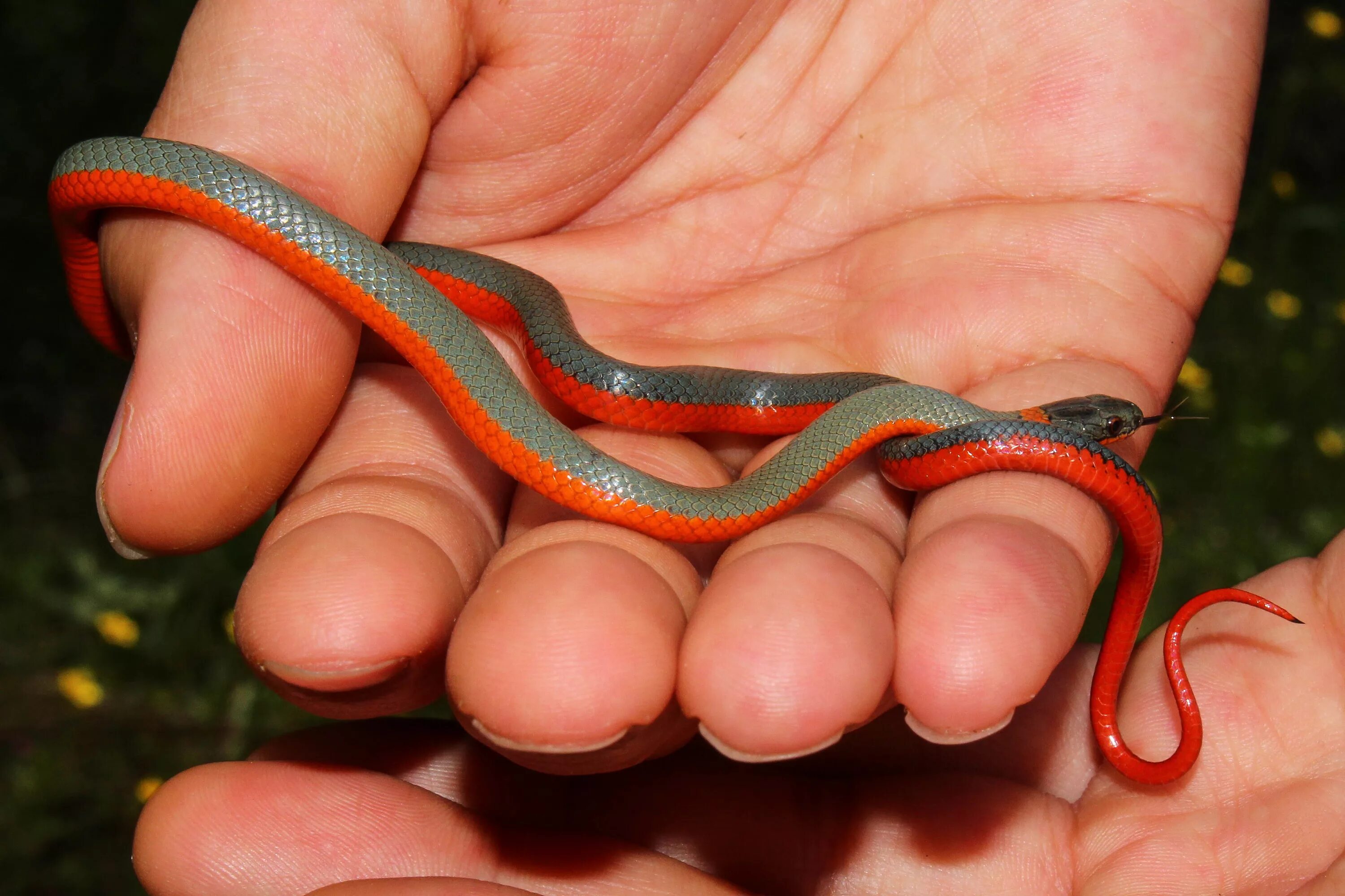 Покажи фото маленькой змеи File:Coral-bellied ring-necked snake.jpg - Wikipedia