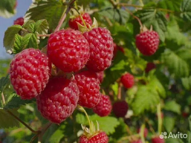 Покажи фото малины Саженцы малины карамелька купить в Серове Товары для дома и дачи Авито