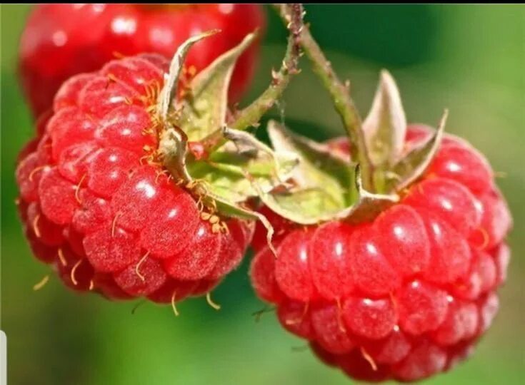 Покажи фото малины Pin on ягоды Raspberry, Raspberry fruit, Fruit