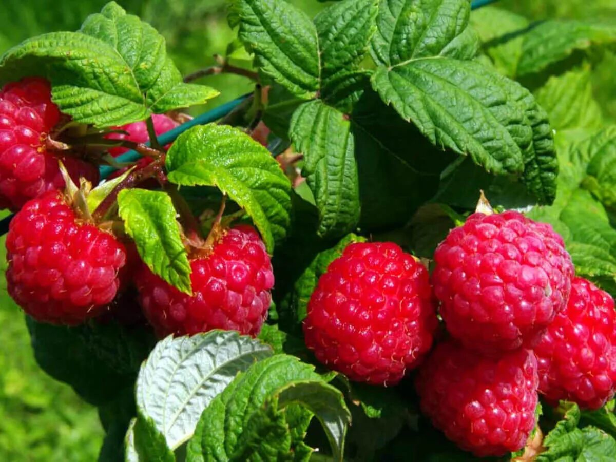 Покажи фото малины Малина (Rubus idaeus) - купите саженцы в контейнере в Краснодаре - Прекраснодар 