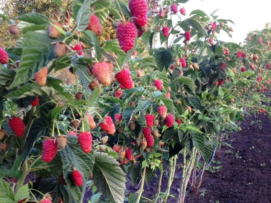 Покажи фото малины Малиновое дерево Сказка Штамбовая - купить саженцы в Туле