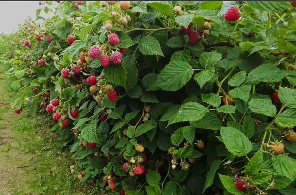 Покажи фото малины Plodovoe Carstvo, plant nursery, derevnya Prudki, 50/1 - Yandex Maps