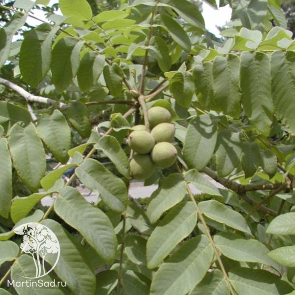 Орех маньчжурский (Juglans mandshurica): купить саженцы в Екатеринбурге в питомн