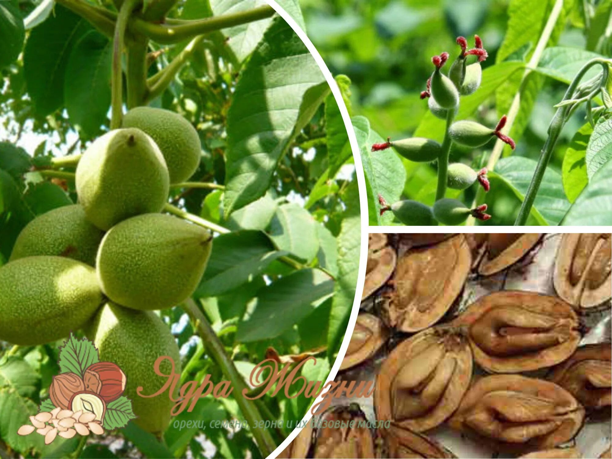 Покажи фото маньчжурского ореха Орех маньчжурский (Juglans mandshurica Maxim.) или орех думбейский USDA 4 Растен