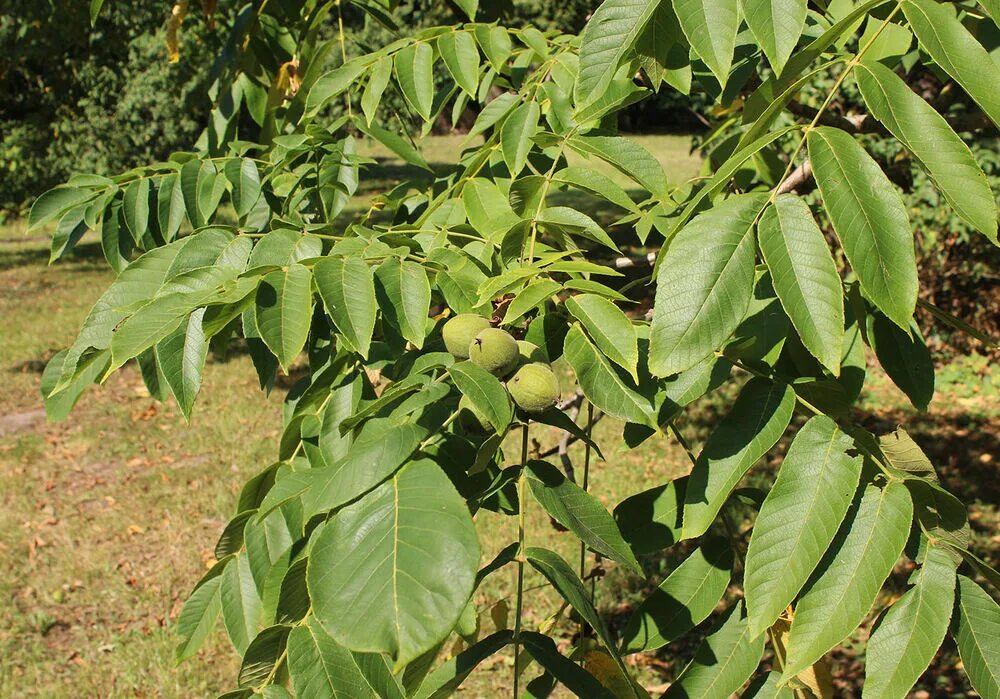 Покажи фото маньчжурского ореха Орех маньчжурский (Juglans mandshurica): купить саженцы в Екатеринбурге в питомн