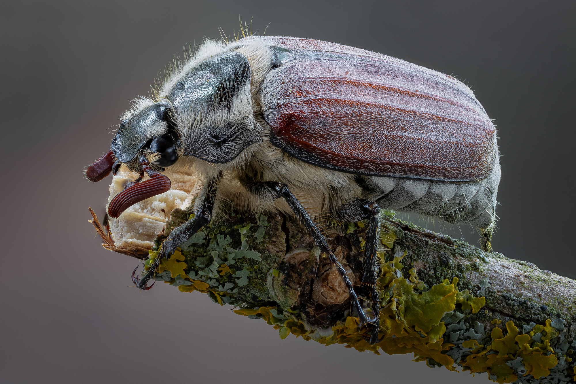 Покажи фото майских жуков Майский жук. Photographer Dmitry Kuznetsov