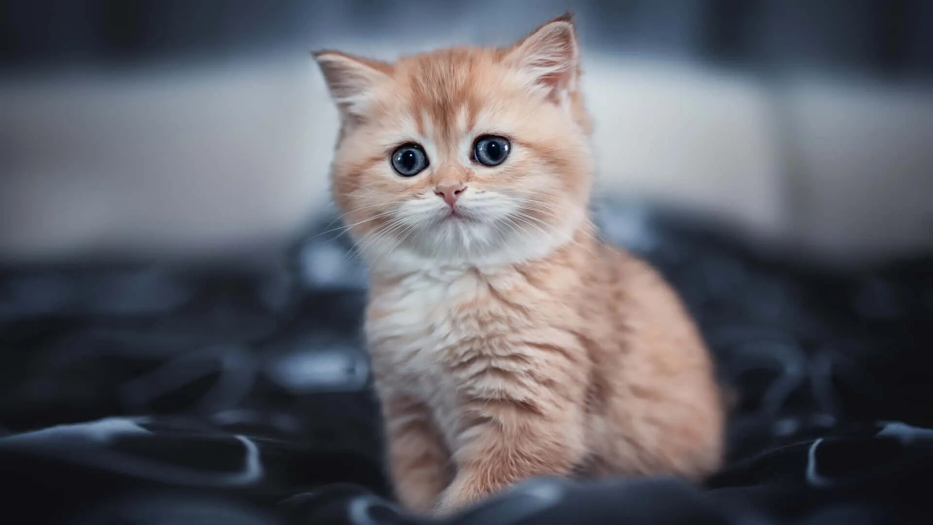 Покажи фото милого котика Download Kitten Stare Cute Cat PFP Wallpaper Wallpapers.com