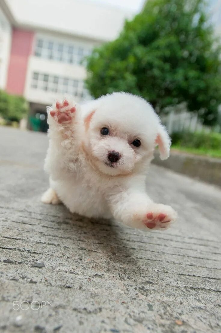 Покажи фото милых щенков Pin by Richard F. Skinner on Bichon Frise Bichon frise, Bichon dog, Funny dogs