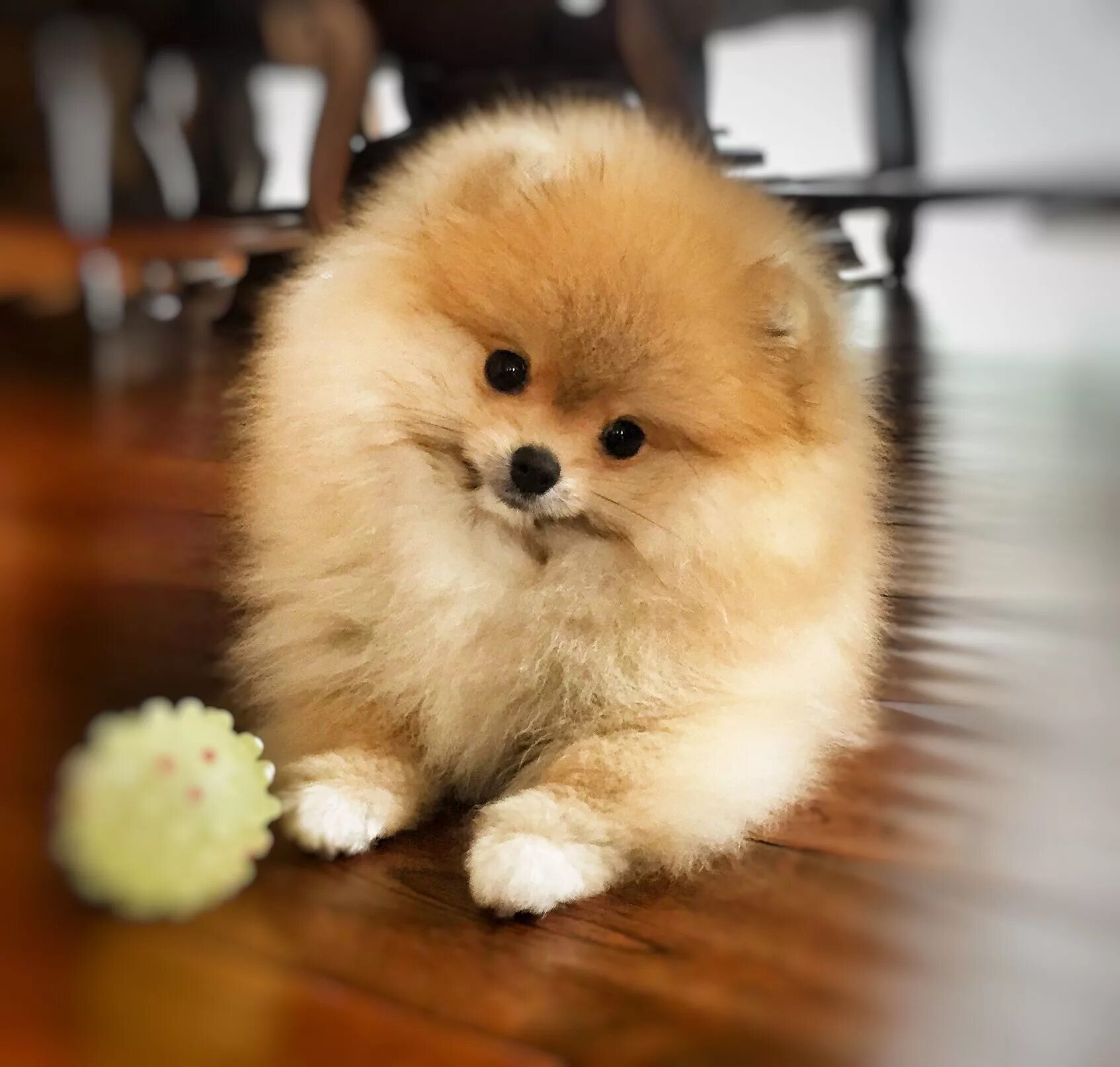 Покажи фото мини шпица Pomeranian, my little Dolly. Pomeranian puppy, Puppies, Fluffy animals