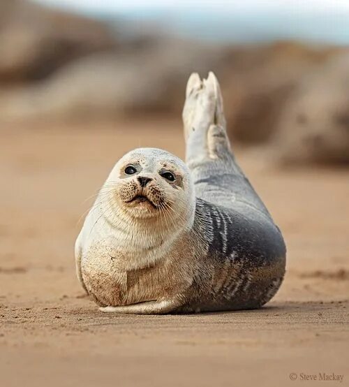 Покажи фото морских котиков Magical Nature Tour Cute seals, Animals wild, Nature animals