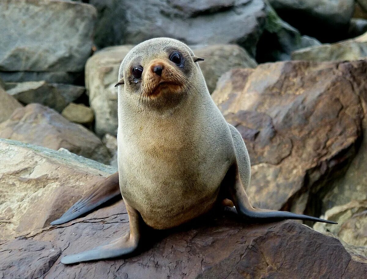 Покажи фото морских котиков File:New Zealand Fur seal.FZ200 (14502532505).jpg - Wikipedia