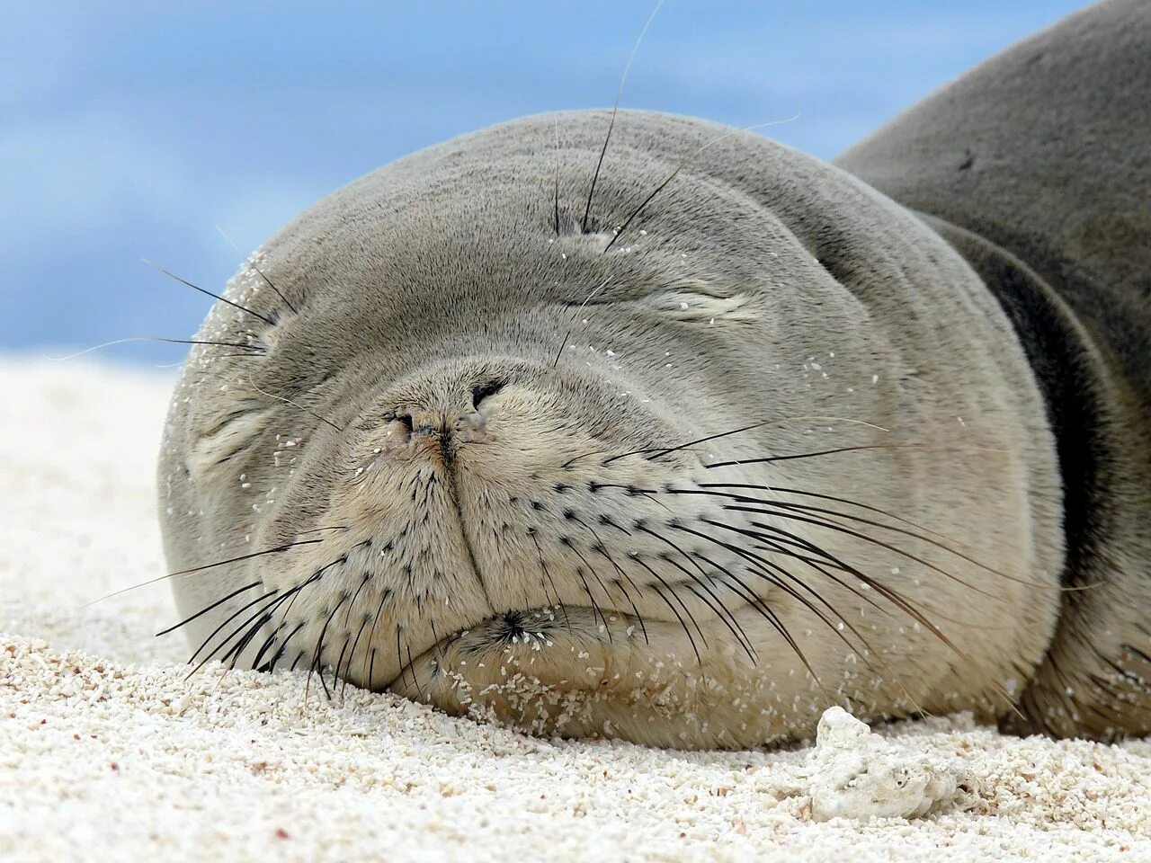 Покажи фото морских котиков Hawaii State Mammal - Hawaiian monk seal Hawaiian monk seal, Monk seal, Ocean ha