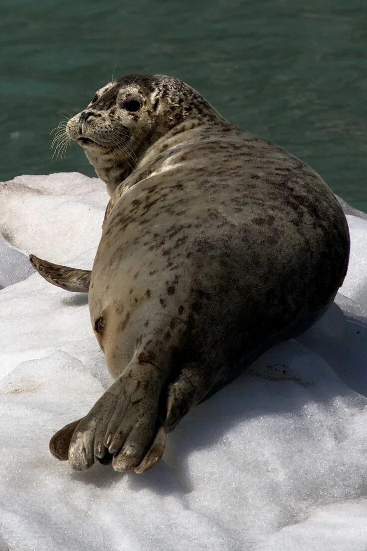 Покажи фото морских котиков Pin on Ocean life Ocean mammal, Cute seals, Sea animals