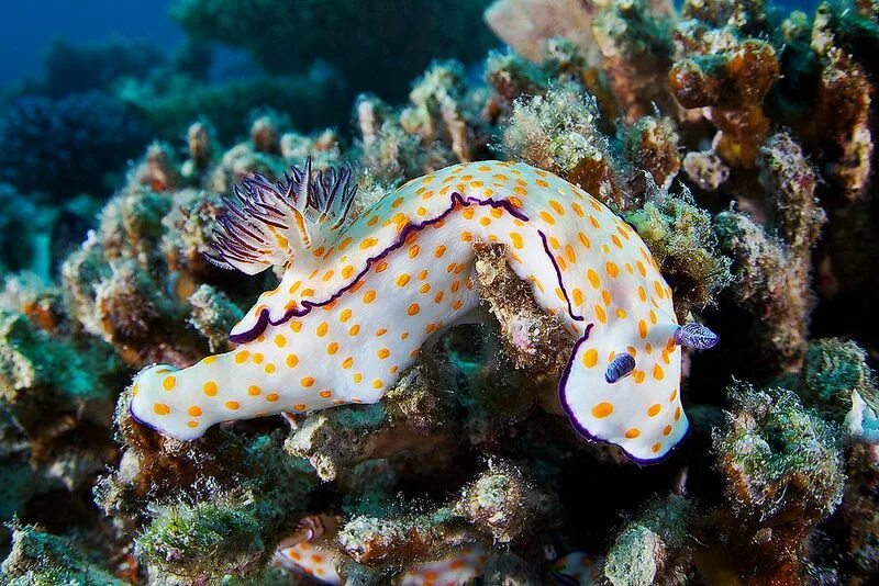 Покажи фото морских обитателей Risbecia pulchella? Underwater creatures, Underwater life, Underwater