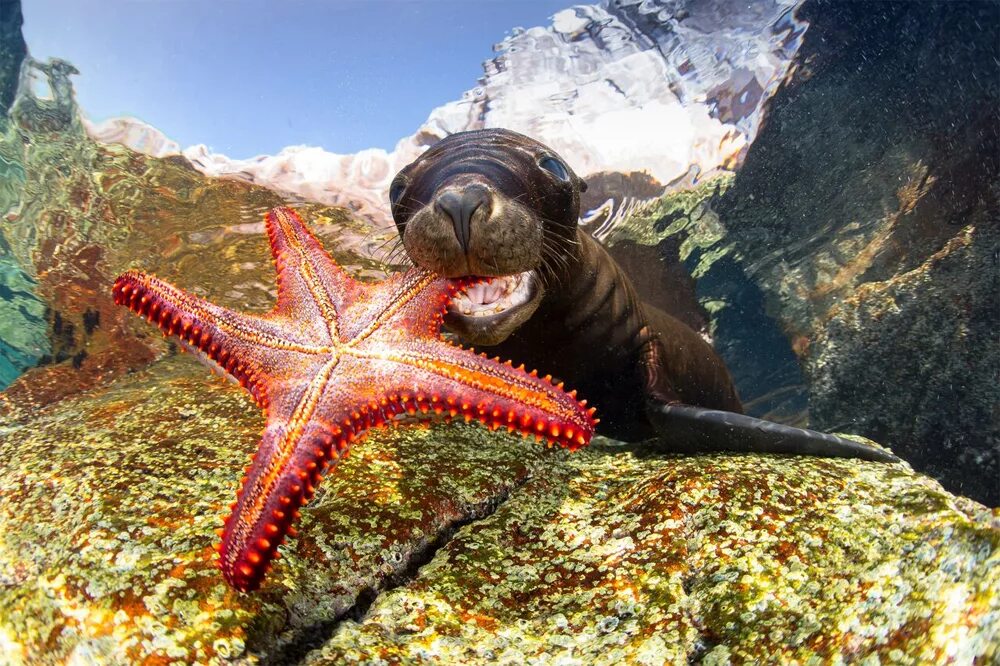 Покажи фото морских обитателей Названы лауреаты 2017 Underwater Photographer of the Year PHOTOWEBEXPO