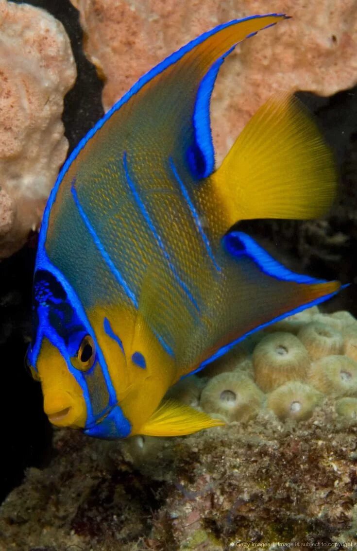 Покажи фото морских рыб Juvenile Queen Angelfish (Holacanthus ciliaris) photographed in the Breakers Ree