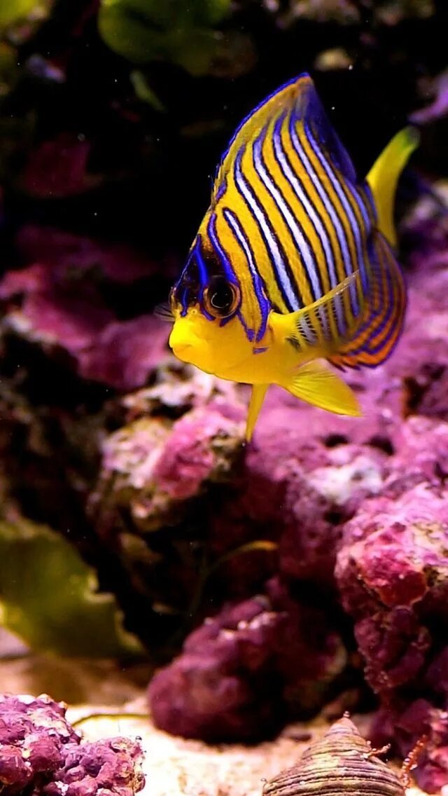 Покажи фото морских рыб Sea Jewels Sea fish, Colorful fish, Beautiful sea creatures