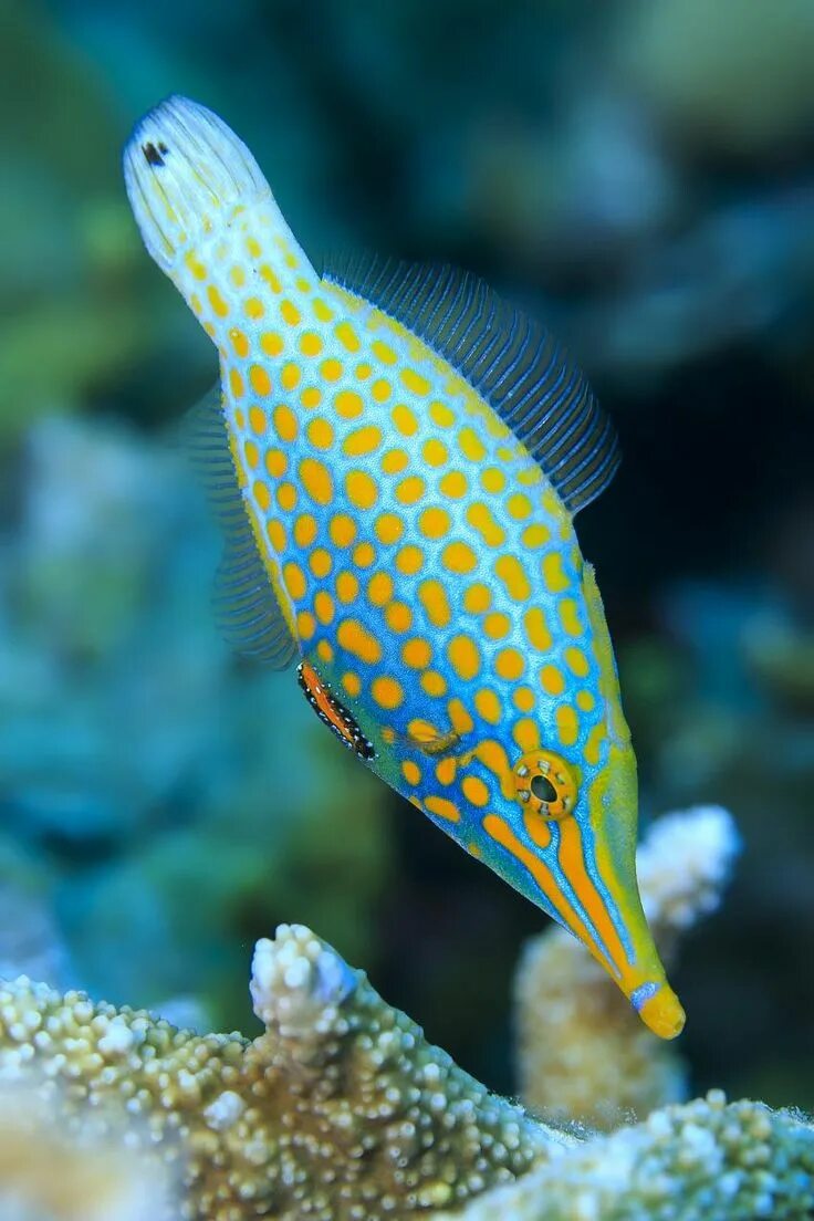 Покажи фото морских рыб Discover the Clever Camouflage of Coral Reef Fish