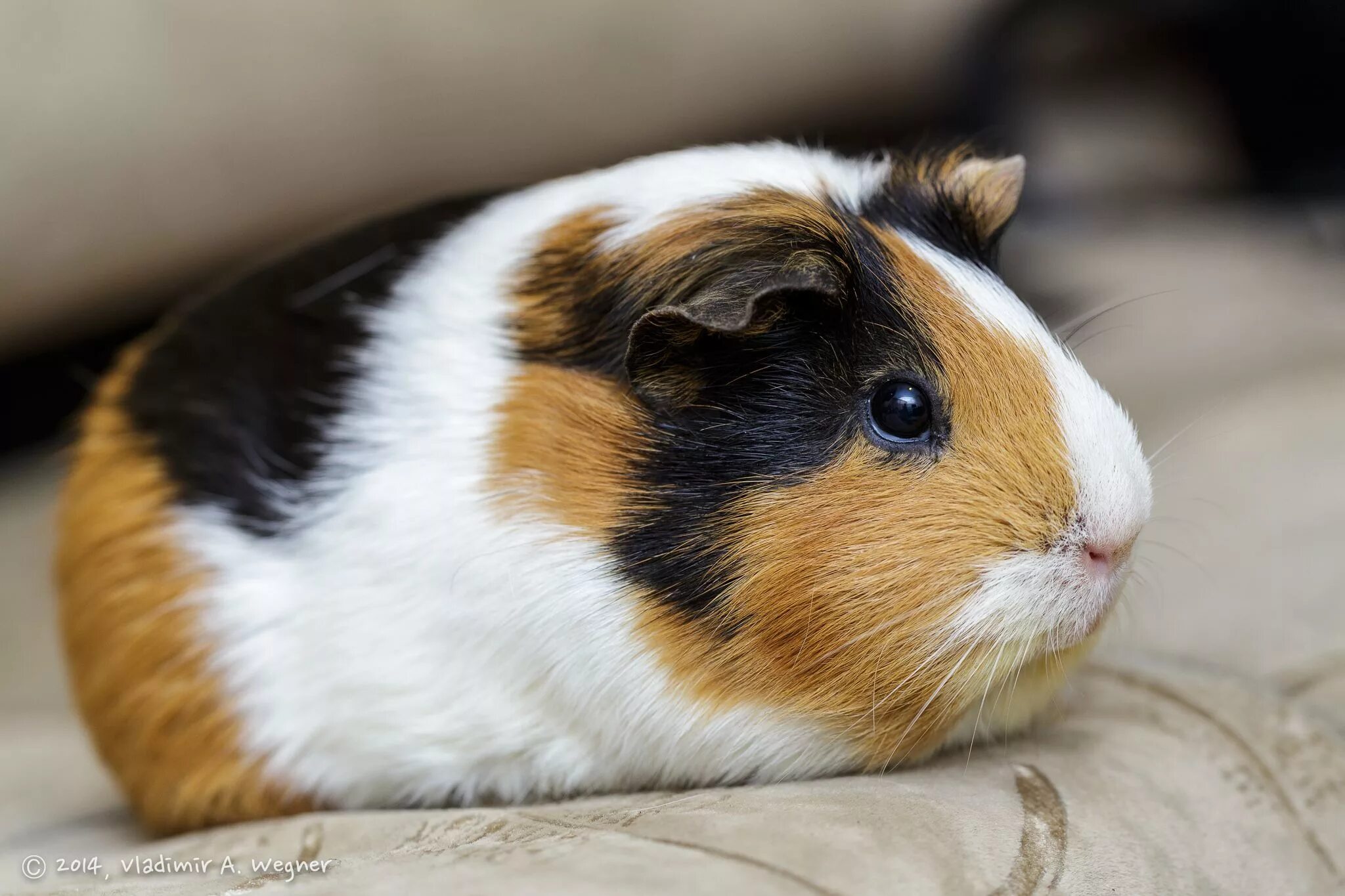 Покажи фото морских свинок 2014-08-25-11-17-26-5D3_9892 Guinea pigs, Cute guinea pigs, Baby guinea pigs