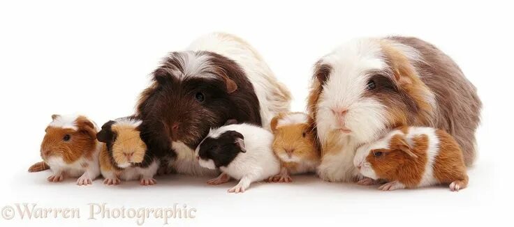 Покажи фото морских свинок Crested Sheltie Guinea pig family photo Guinea pigs, Cute guinea pigs, Pig famil