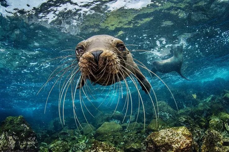 Покажи фото морских животных National Geographic on Instagram: "Photo from @ngpristineseas A curious, young G