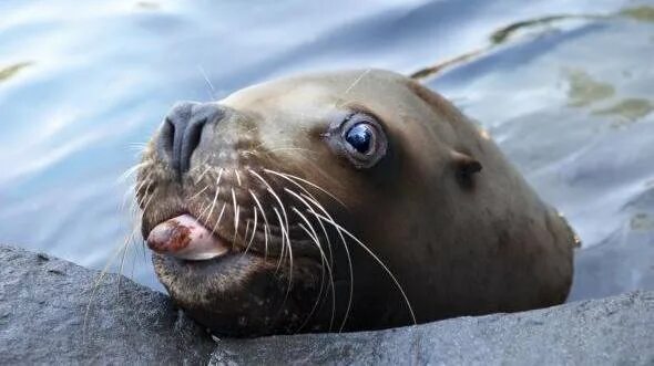 Покажи фото морских животных Petition - Save Steller Sea Lions! - Canada - Change.org