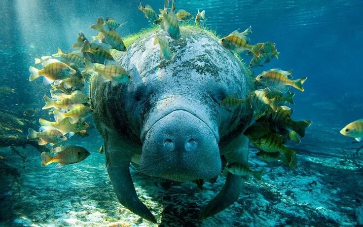 Покажи фото морских животных Pin by Margaret Lennon on Wildlife...Fish & Other Water Life Manatee, Animals be