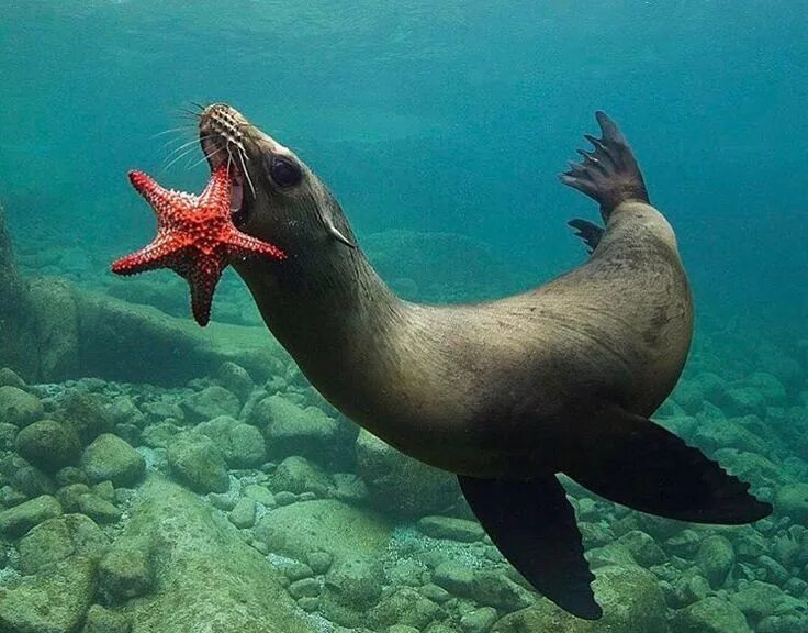 Покажи фото морских животных Hungry sea lion, photograph by- @scaprodossi Beautiful sea creatures, Ocean crea