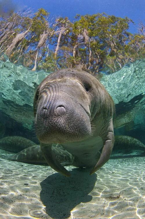 Покажи фото морских животных Related image Ocean animals, Manatee, Animals beautiful