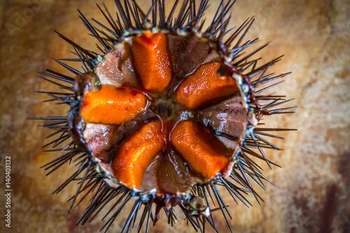 Покажи фото морского ежа Fresh sea urchins фотография Stock Adobe Stock