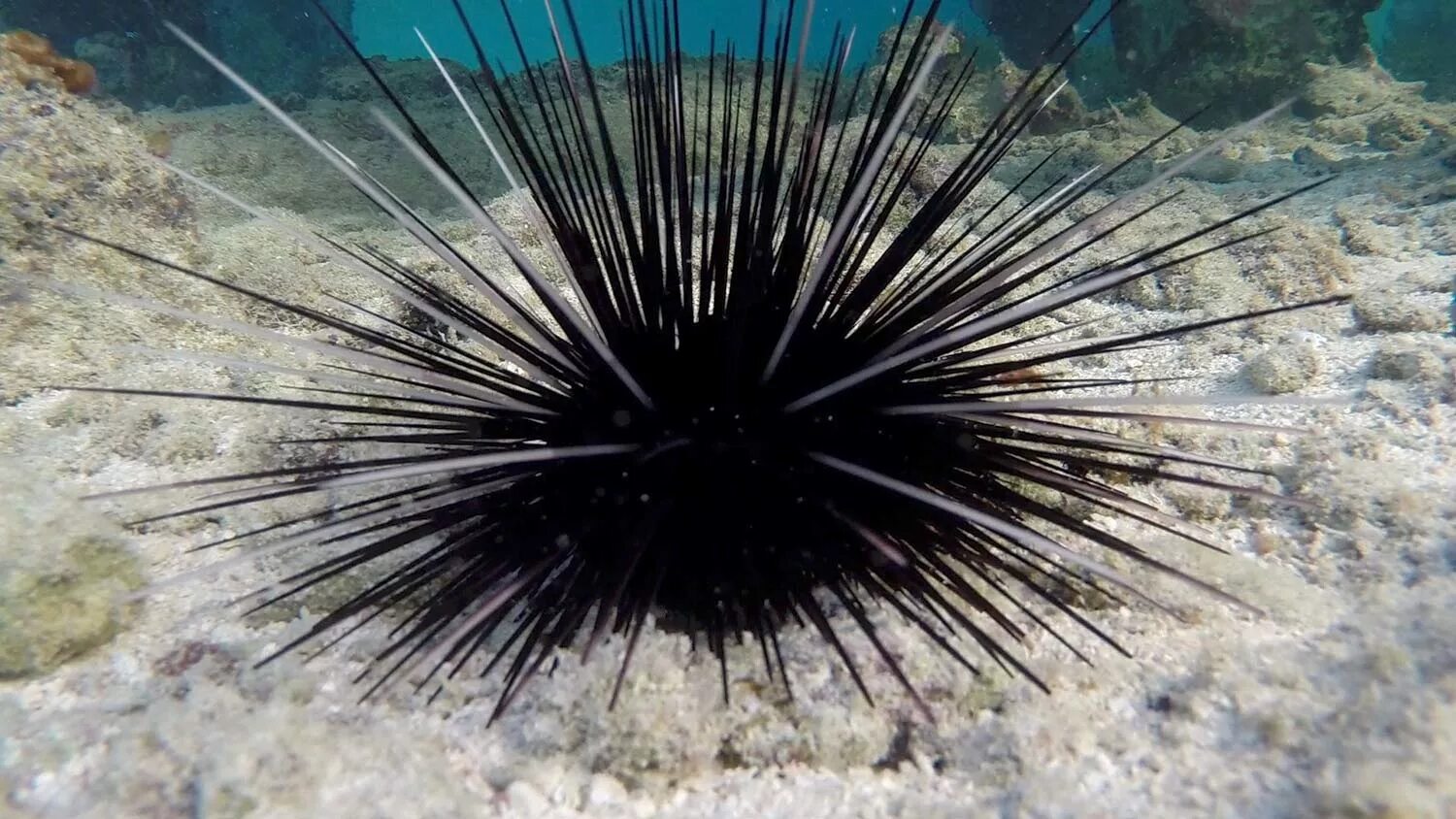 Покажи фото морского ежа Rise of Aggressive Reef Predator From Overfishing May Impede Sea Urchin Recovery