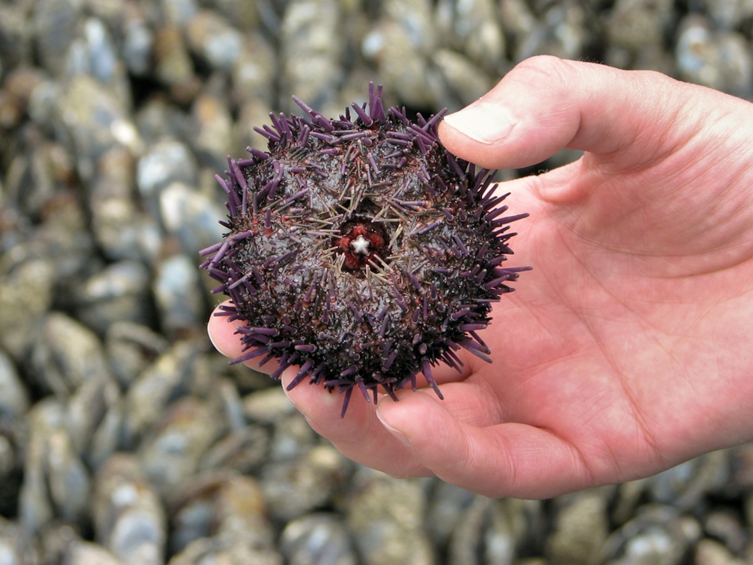 Покажи фото морского ежа Rock-Chewing Sea Urchins Have Self-Sharpening Teeth