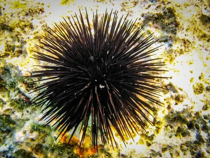 Покажи фото морского ежа Succulent Sea Urchin: Taste of the Caribbean Sea urchin, Urchin, Salt water fish