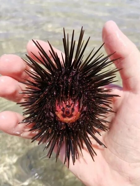 Покажи фото морского ежа They sell sea urchins. Alive. 2022 Жизнь Спутника VK