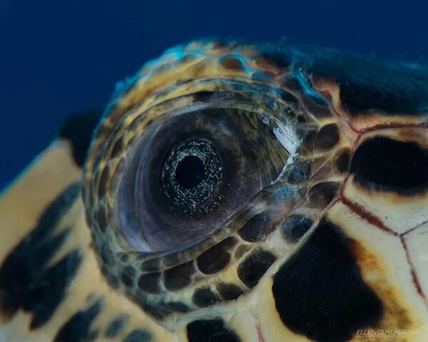 Покажи фото морского глаза Behind the Lens: Photographing a Hawksbill Turtle Eye (With images) Turtle, Unde