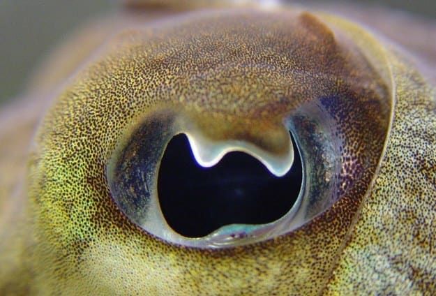 Покажи фото морского глаза Can You Guess The Animal From Its Eyeball? Eye close up, Octopus eyes, Eye photo