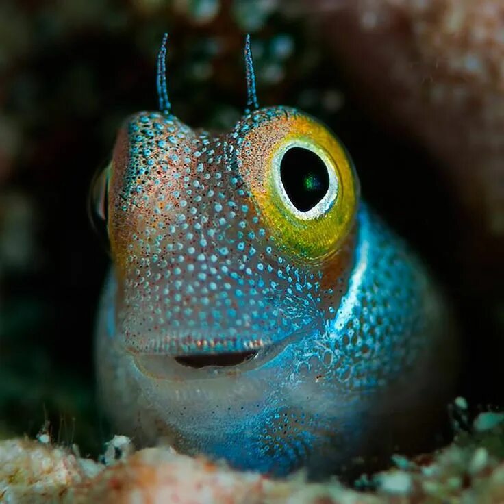 Покажи фото морского глаза Pin by Andreia Rebelo on nature Beautiful sea creatures, Ocean animals, Ocean cr